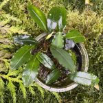 Bucephalandra sp. Green Afika