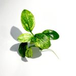 Anubias Pinto