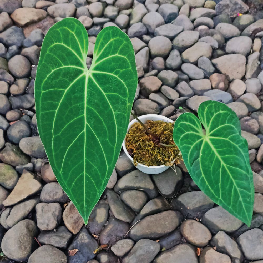 Anthurium Magnififium Verde