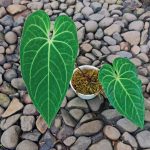 Anthurium Magnififium Verde