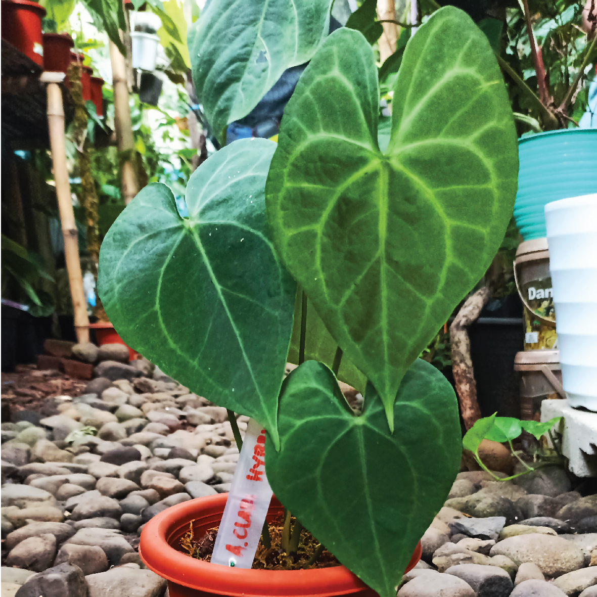 Anthurium Clarinervium Hybrid Borneo Aquatic
