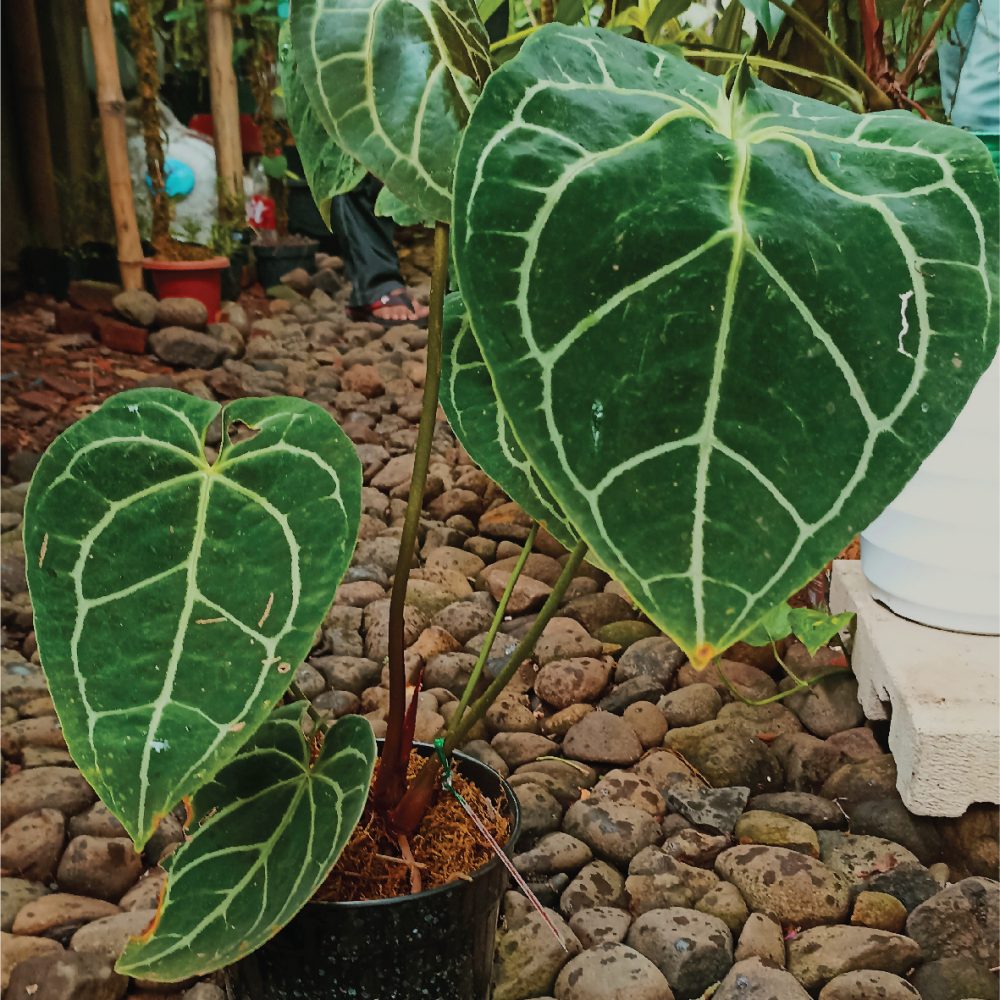 Anthurium Crystallinum Hope