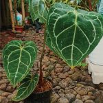 Anthurium Crystallinum Hope