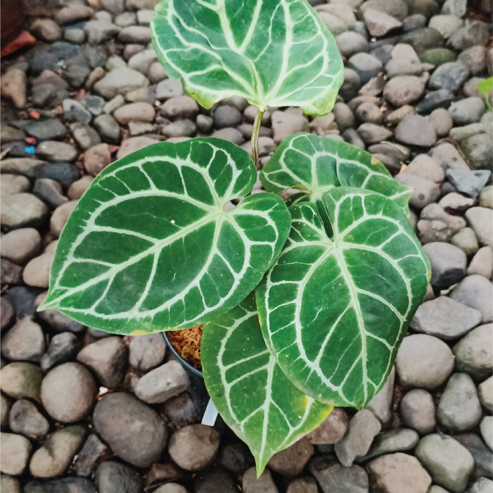Anthurium Crystallinum Hybrid A1