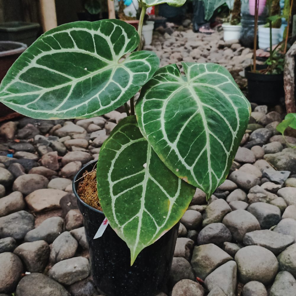 Anthurium Crystallinum Hybrid A2