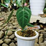 Anthurium Papilillaminum Hybrid