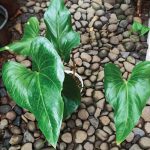 Anthurium Watermaliense