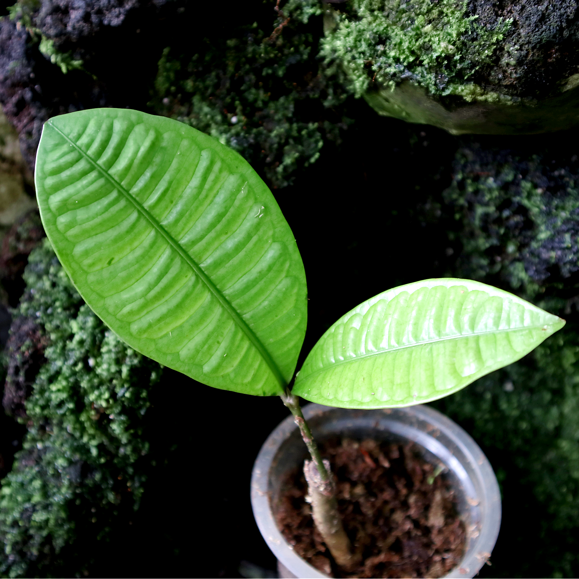 Q003激レア種！Syzygium jiewhoei シジギウム イエウホエイ