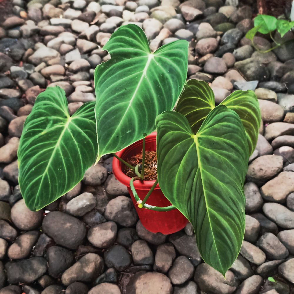 Philodendron Splendin Melano X Verrucosum