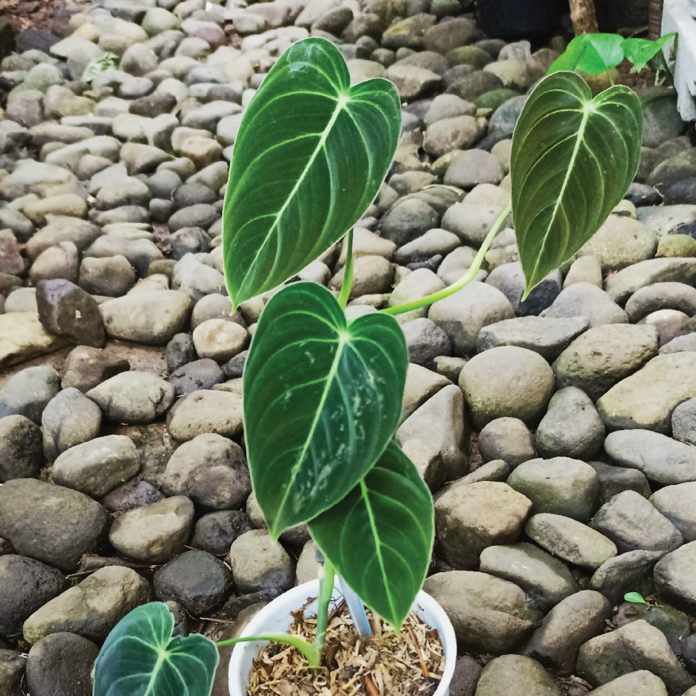 Philodendron Melanocrysum