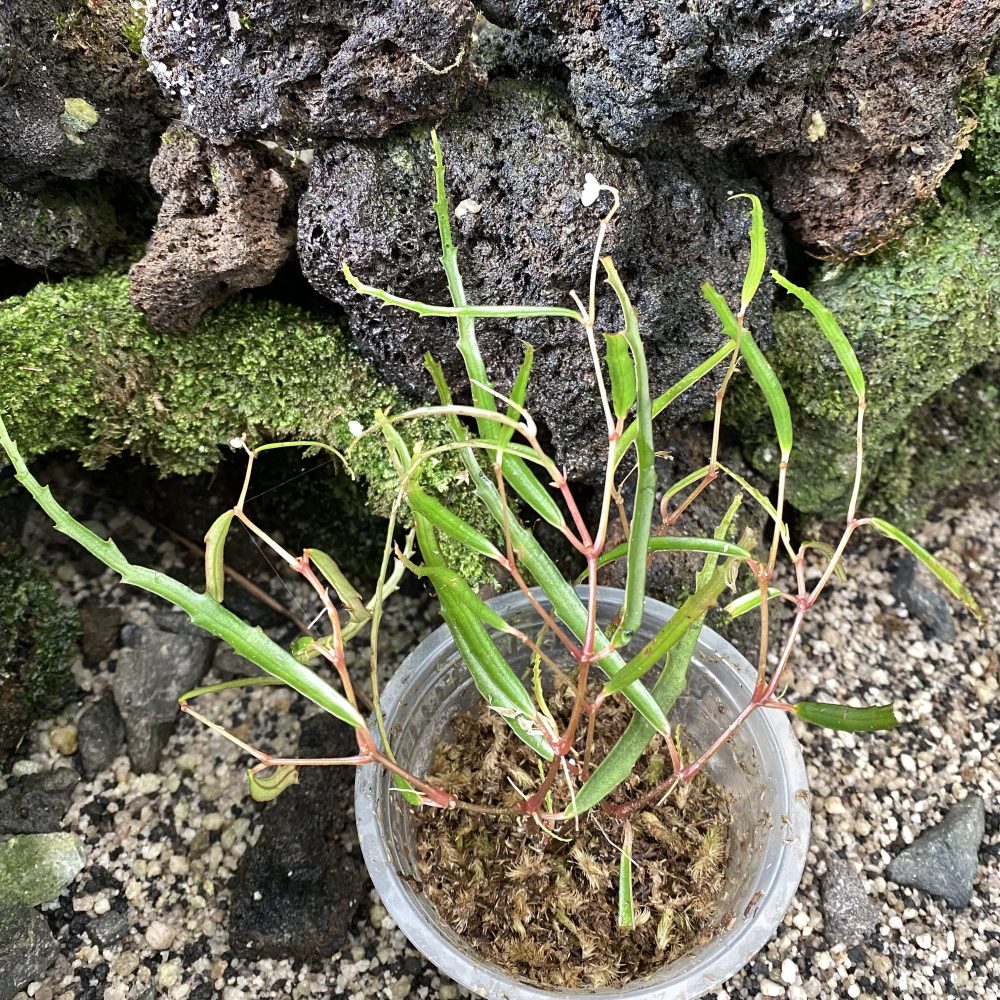Begonia Tenuissima
