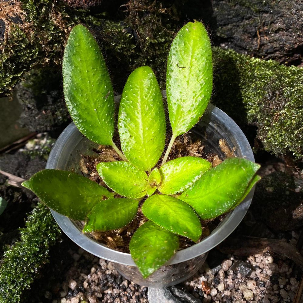 Gesneria sp