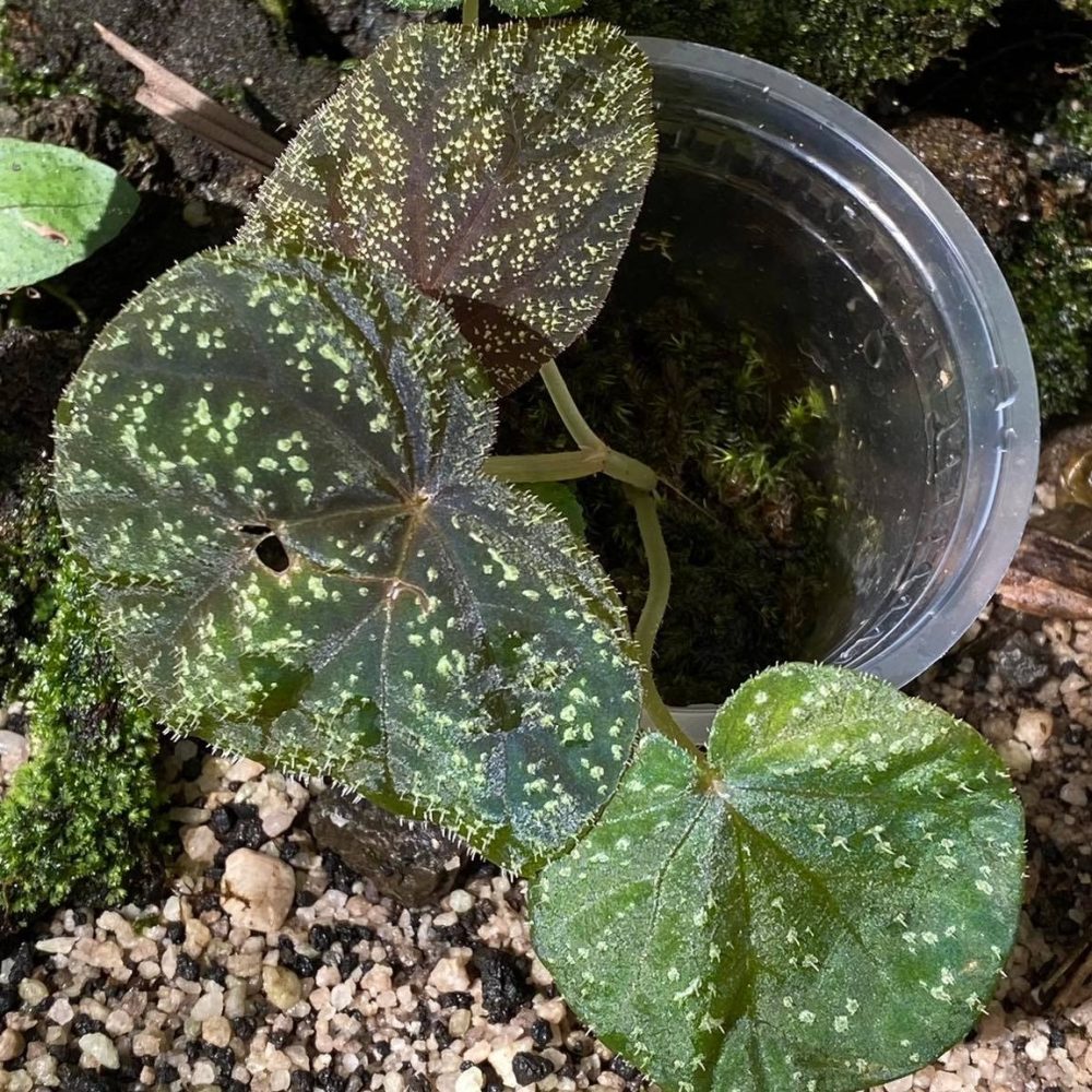 Begonia Tenuifolia