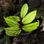 Begonia Bayae