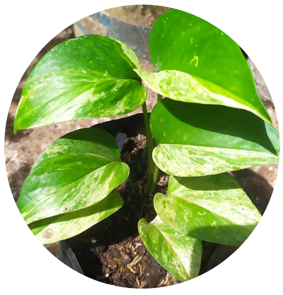 Epipremnum