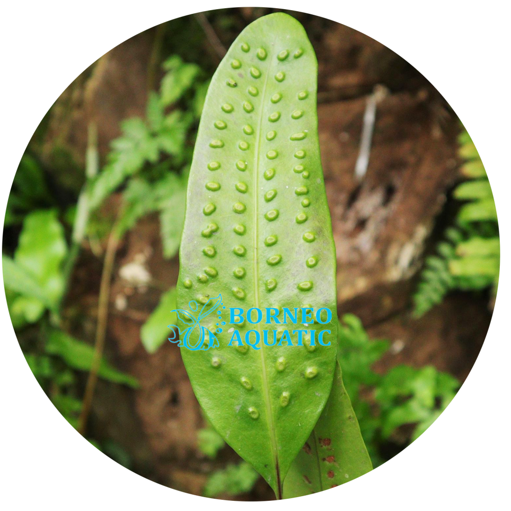 Fern