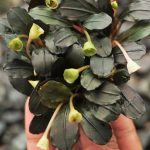 Bucephalandra Hades