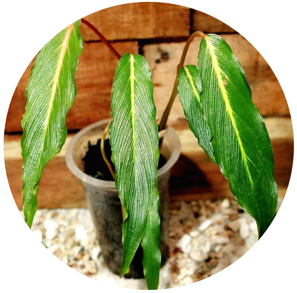 Homalomena