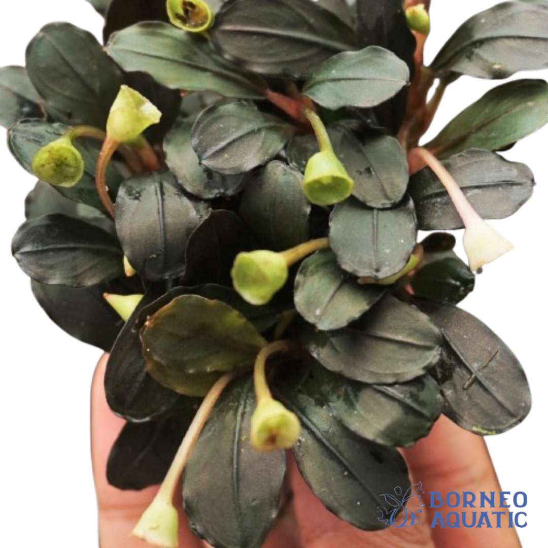 Bucephalandra Hades - Borneo Aquatic