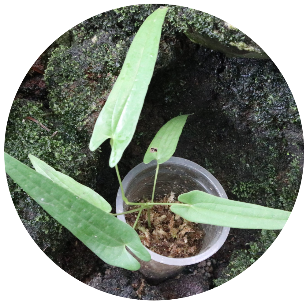 Dioscorea