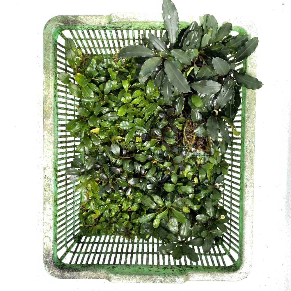 Tray Package B