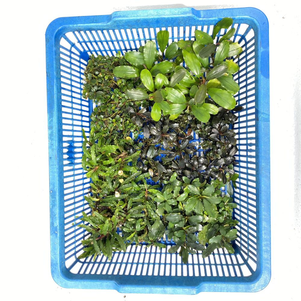 Tray Package D