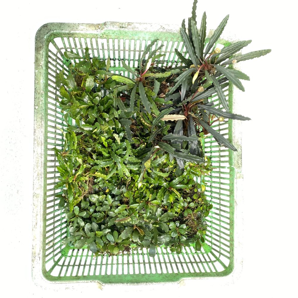 Tray Package E