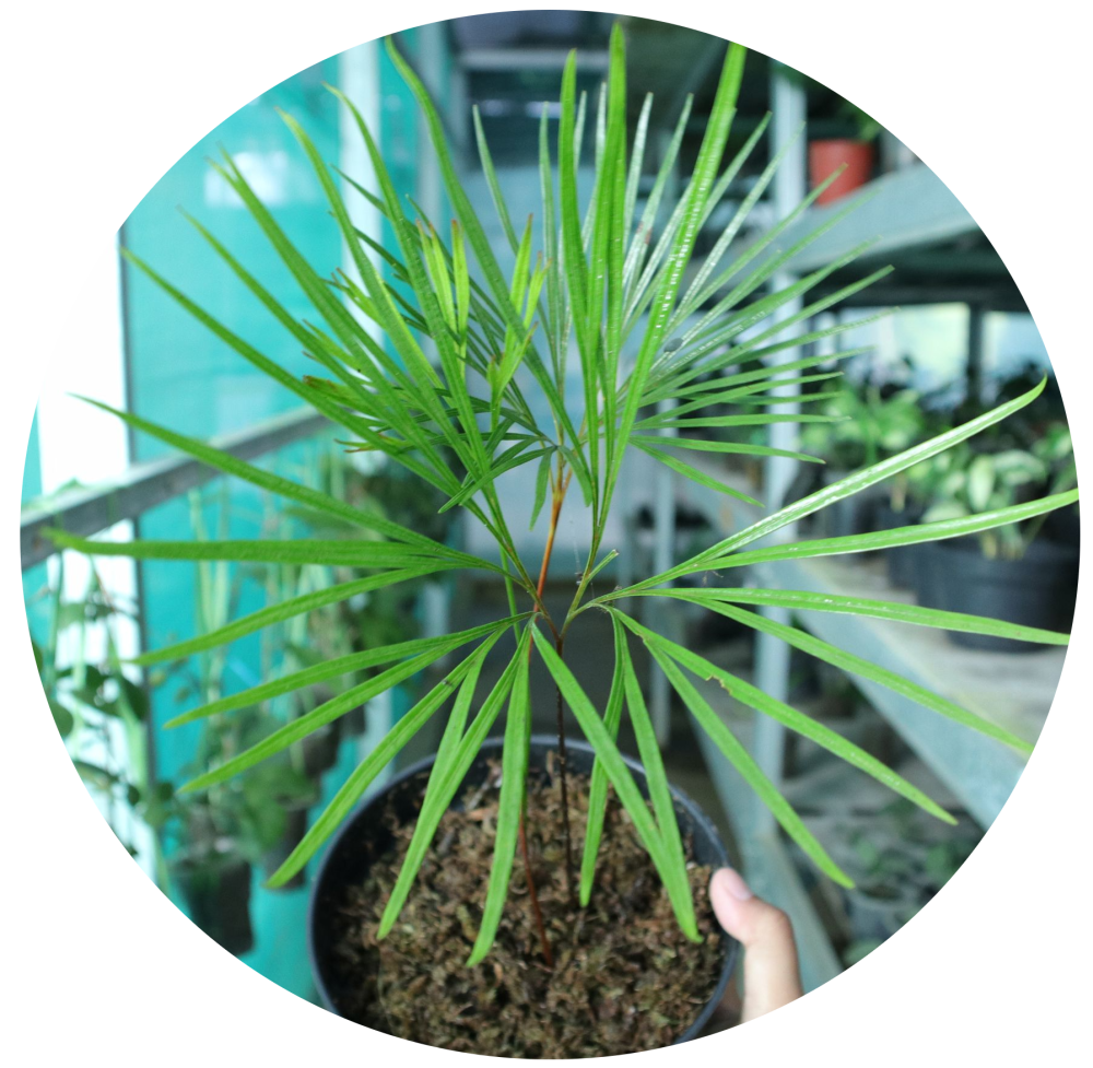 Dipteris