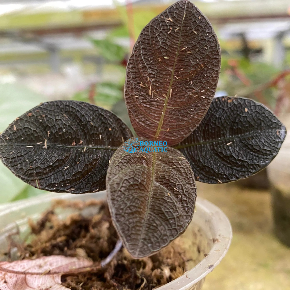 Acanthaceae Sp. Kalimantan