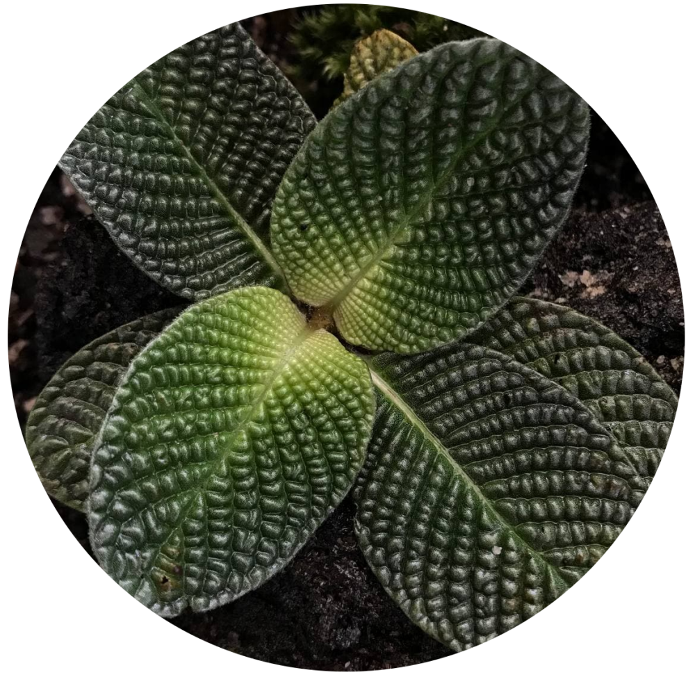 Streblosa