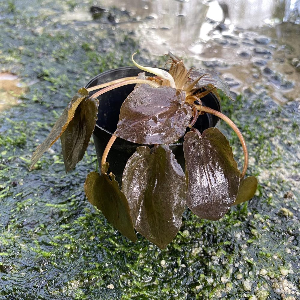 Cryptocoryne Hendrikii