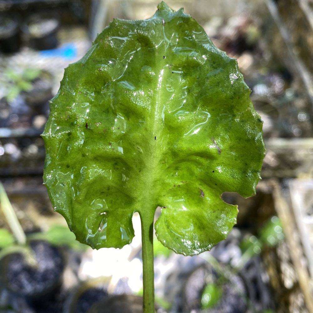 Cryptocoryne Longicauda