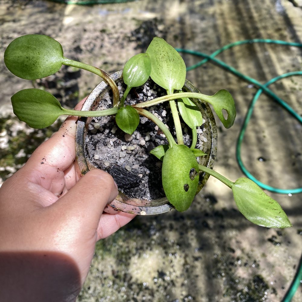 Cryptocoryne Erwinii