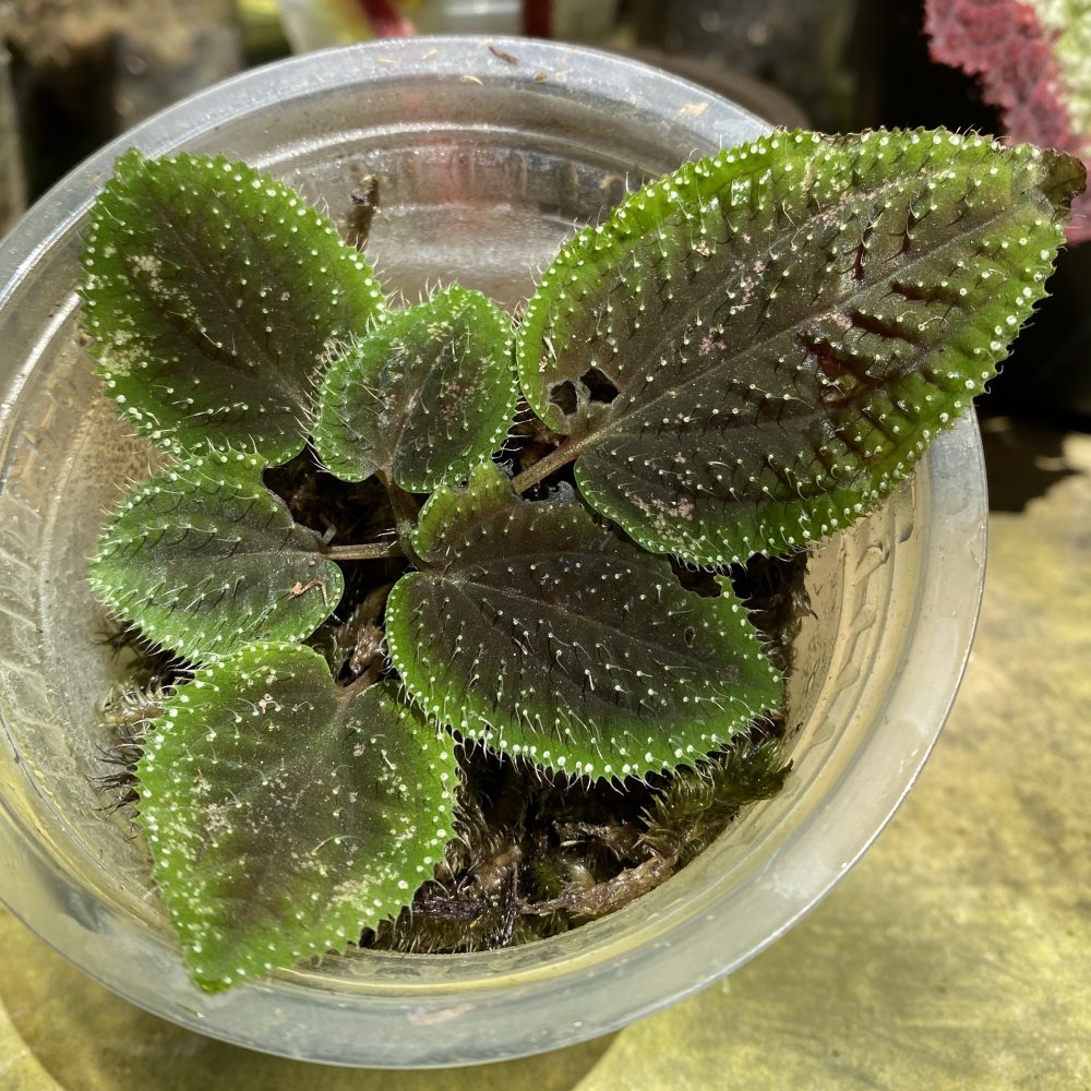 Sarcopyramis Green