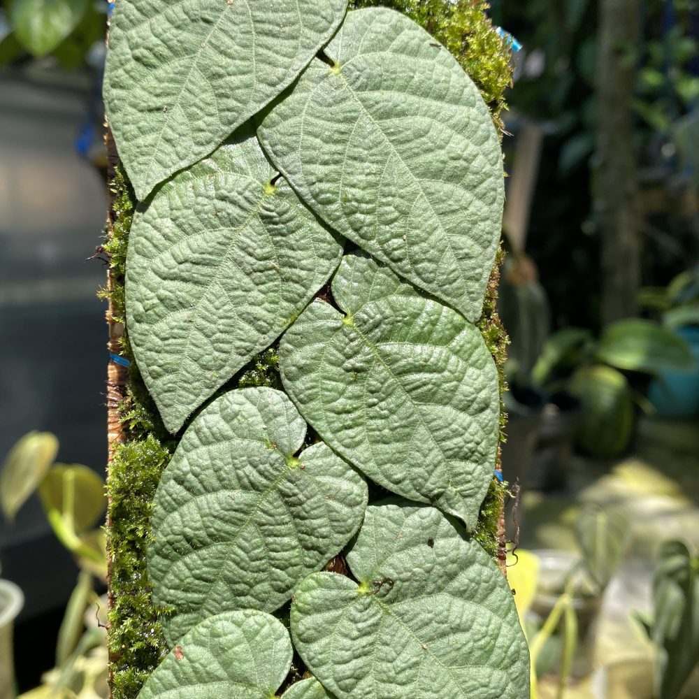 Ficus Villosa Silver