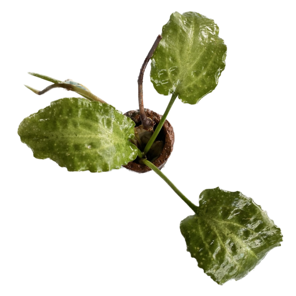Cryptocoryne Longicauda