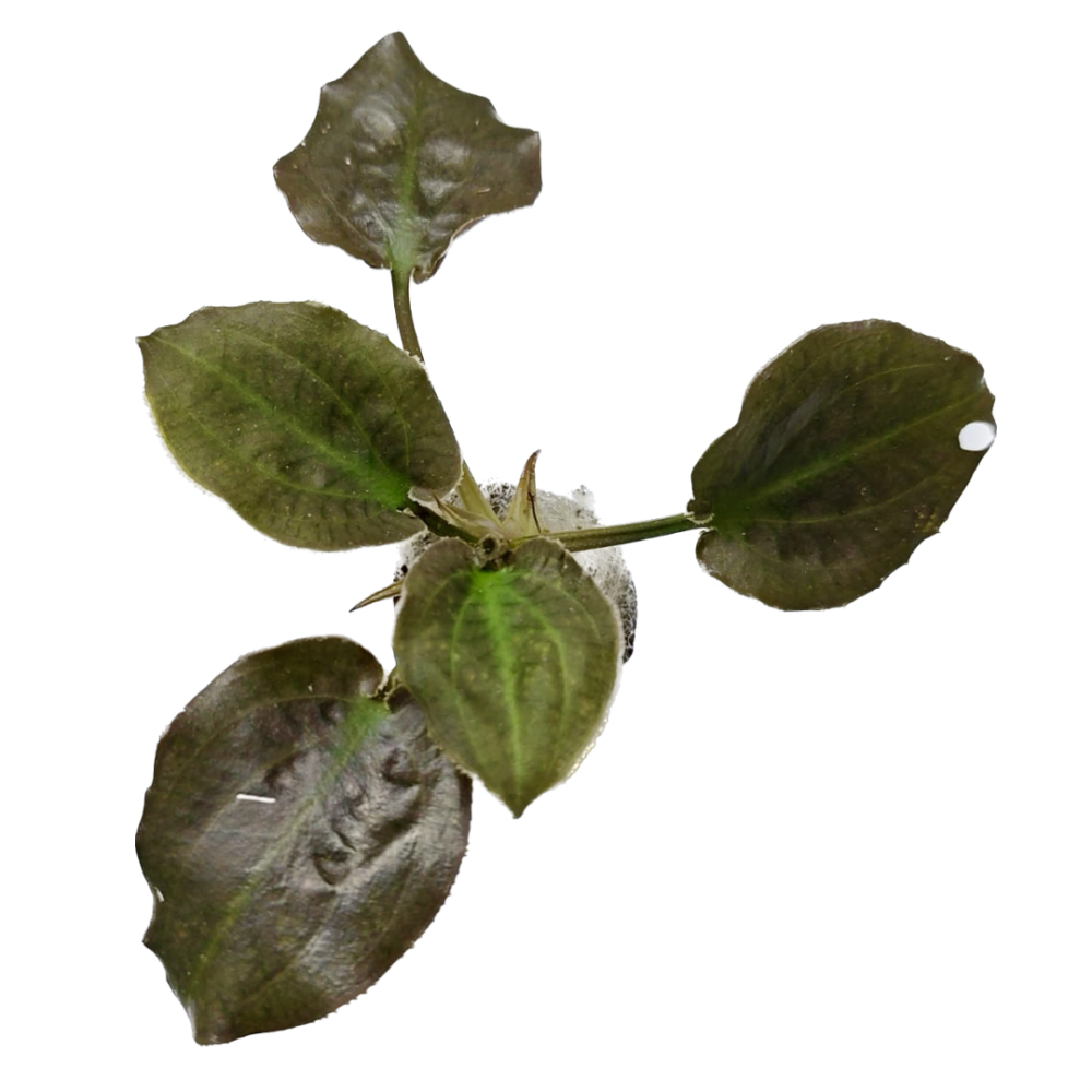 Cryptocoryne Hendrikii