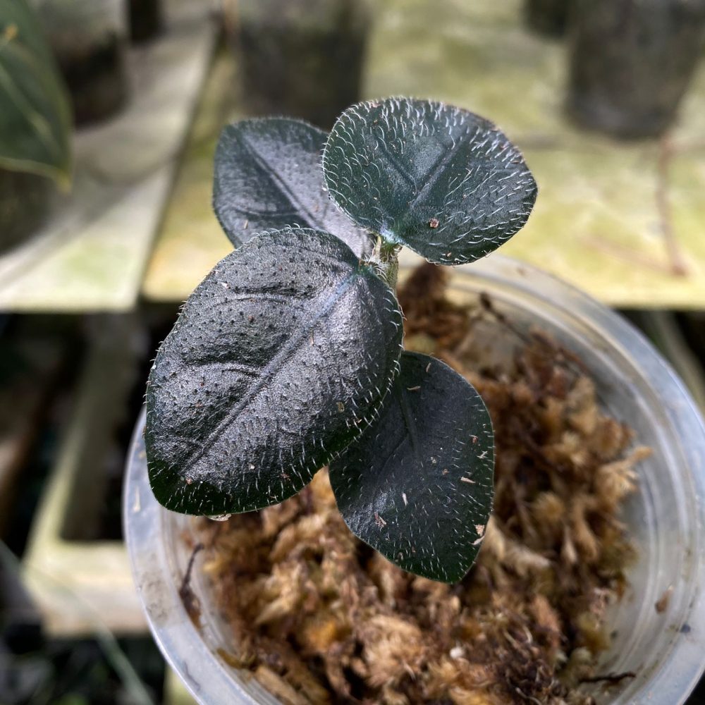 Argostemma sp Black