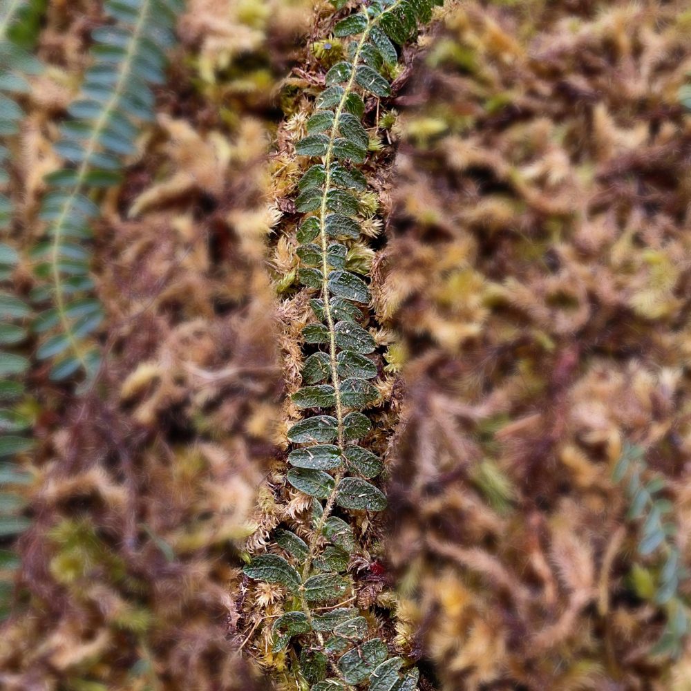 Micrechites Serpilifolia
