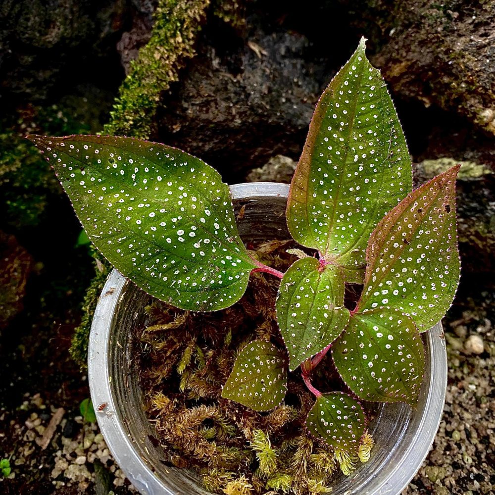 Sonerila Heterostemon