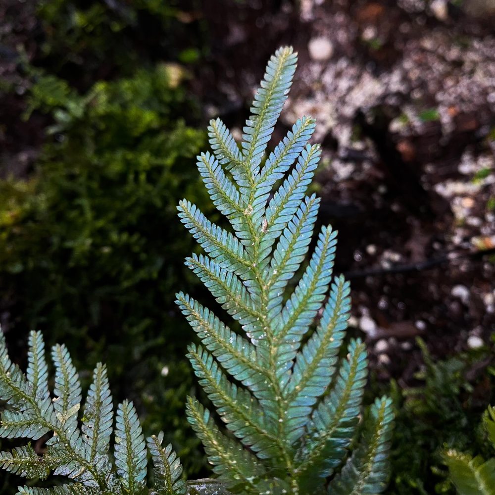 Selaginella Siamensis