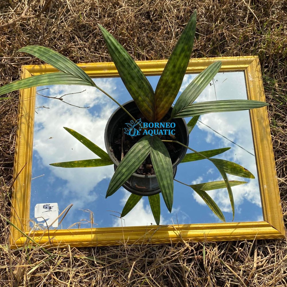 Palm Licuala Sp. Kalimantan