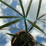 Dypsis Lutescens
