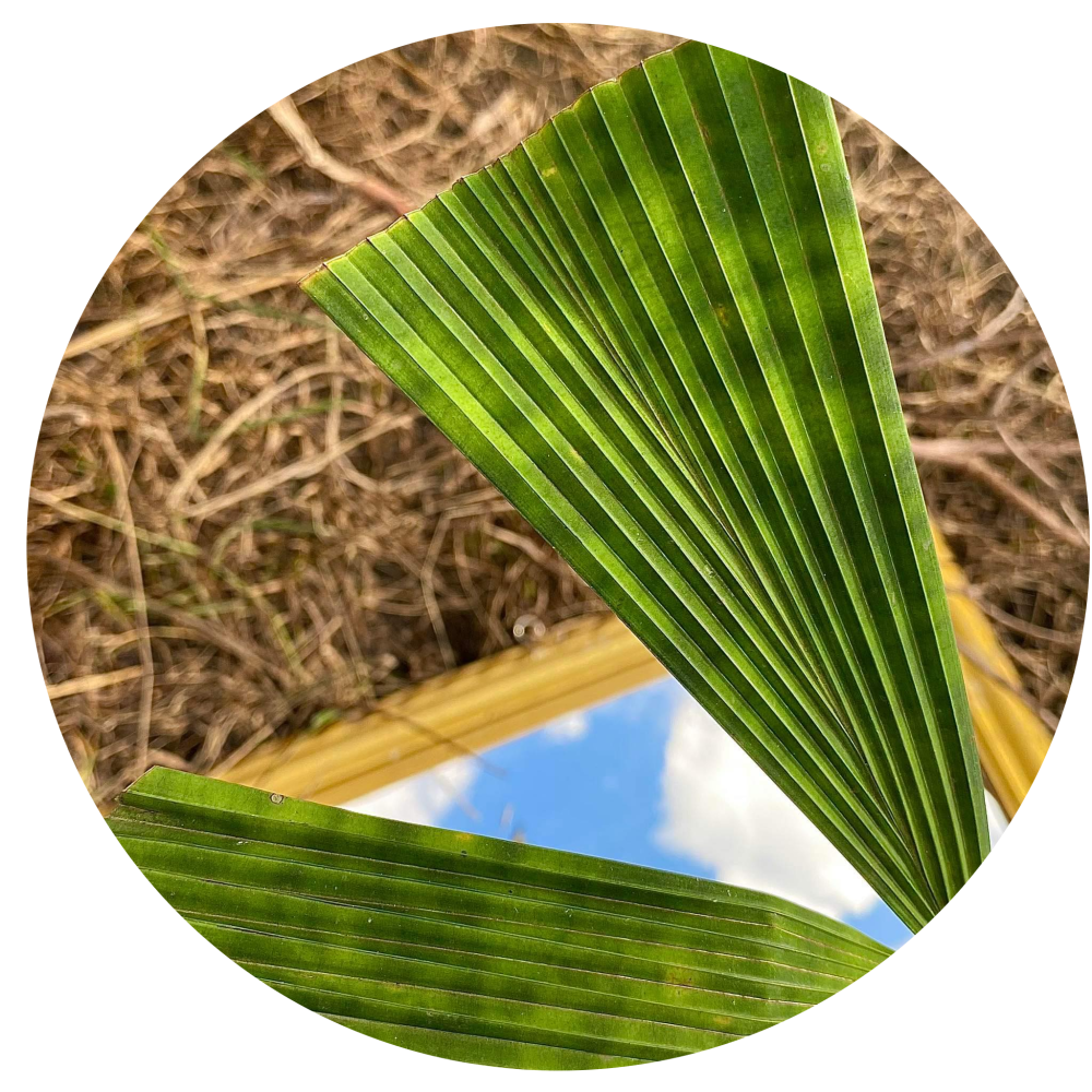 Palmae