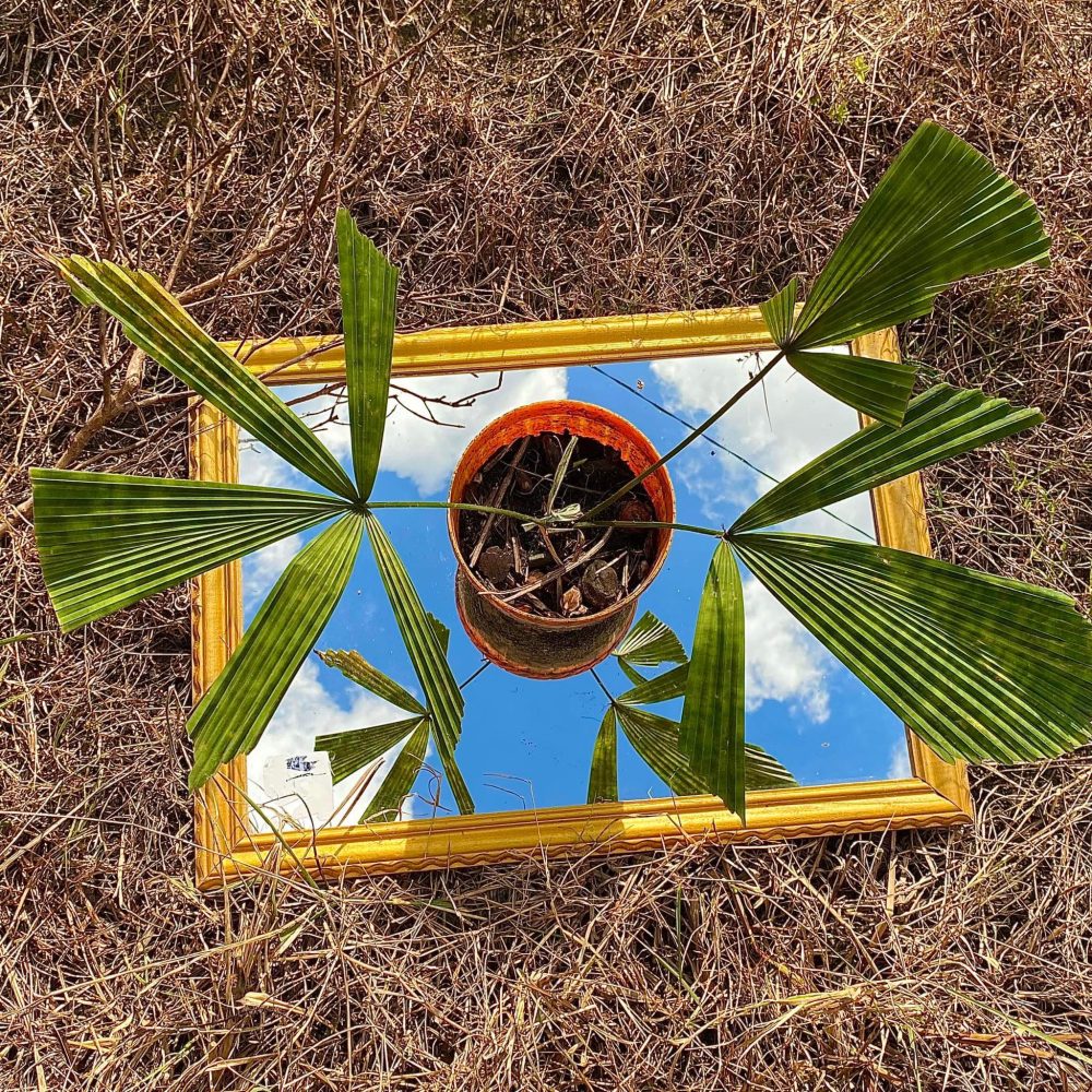 Licuala Mapu