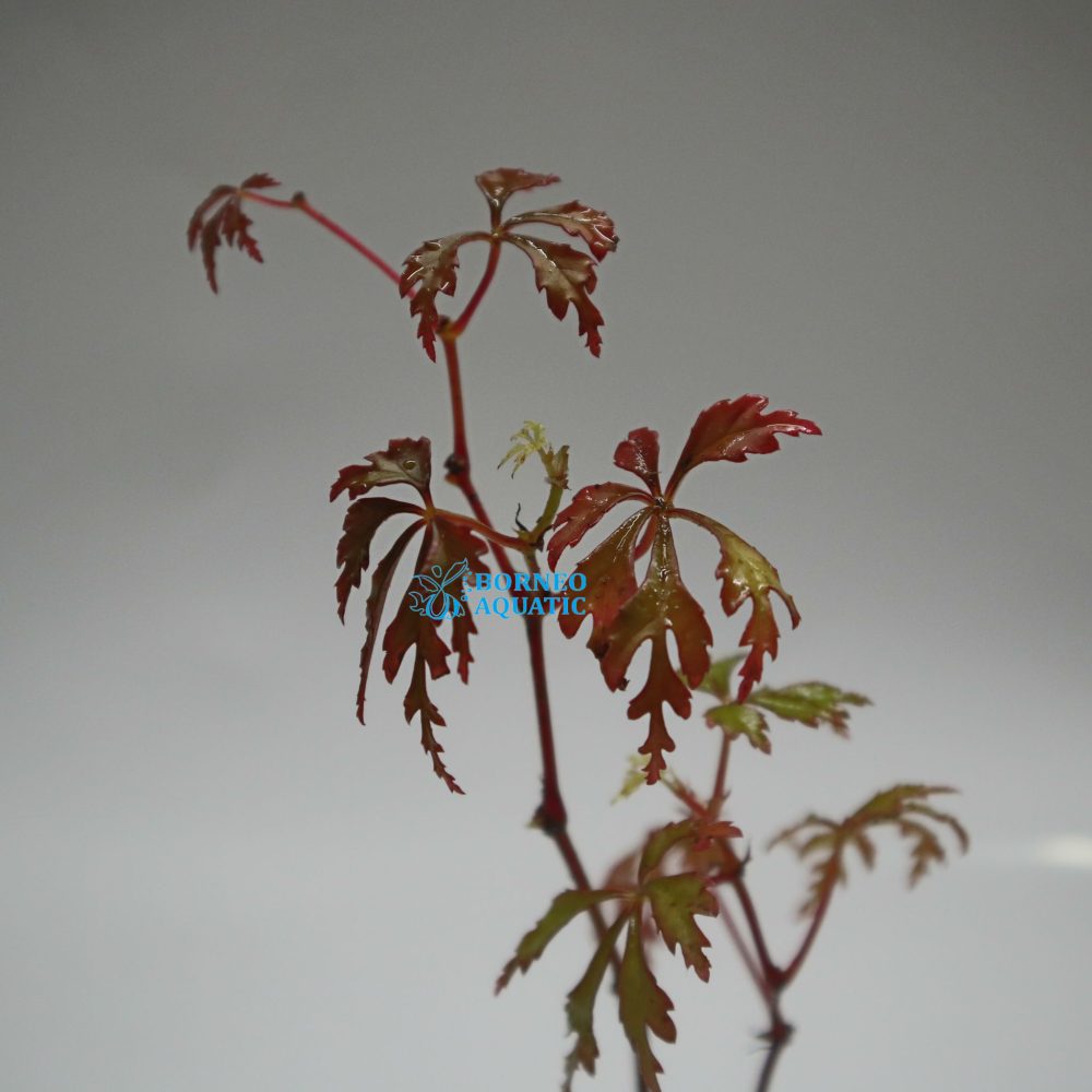 Begonia Rachmatii