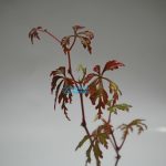 Begonia Rachmatii