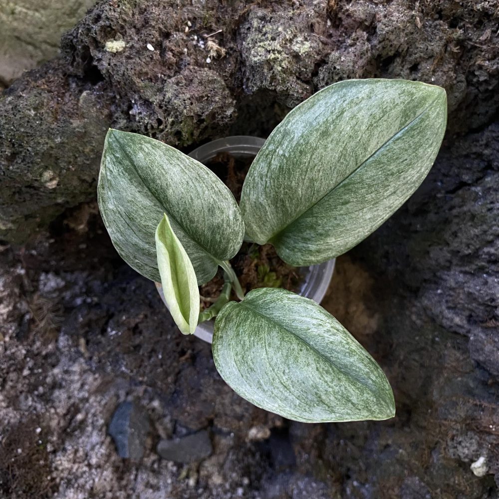 Scindapsus Mint Variegated sp Borneo