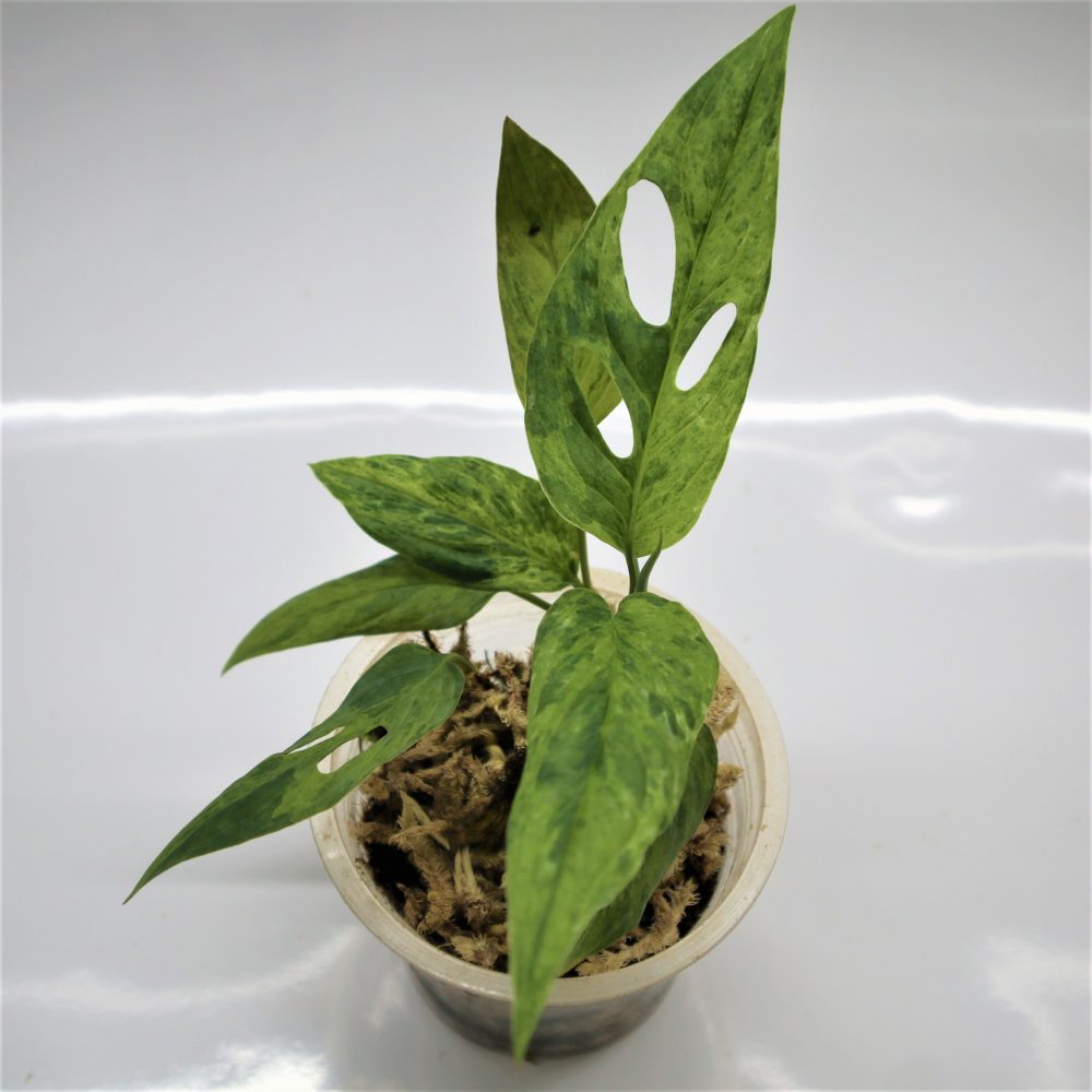 Amydrium Medium Varigated