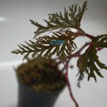 Begonia Bipinnatifida